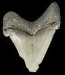 Fossil Angustidens Shark Tooth - Megalodon Ancestor #46855-1